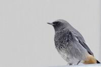 Phoenicurus ochruros